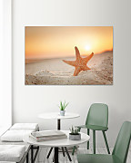 Obraz Hviezdica 1626